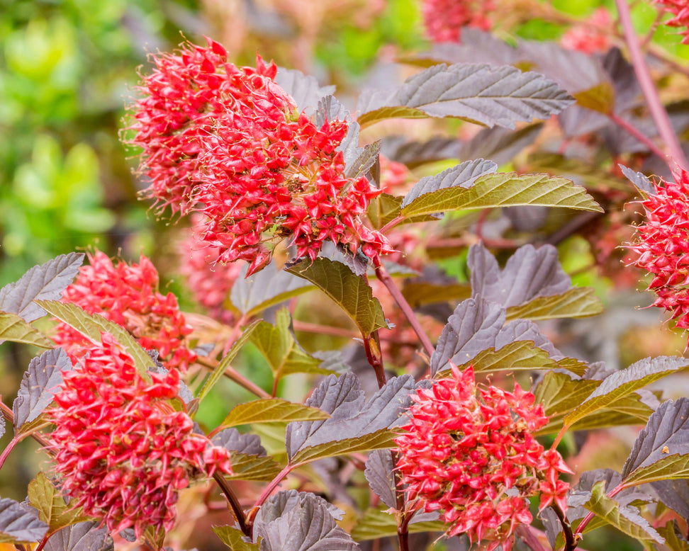Physocarpus 'Diable d'Or'