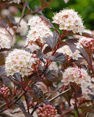 Physocarpus bare roots