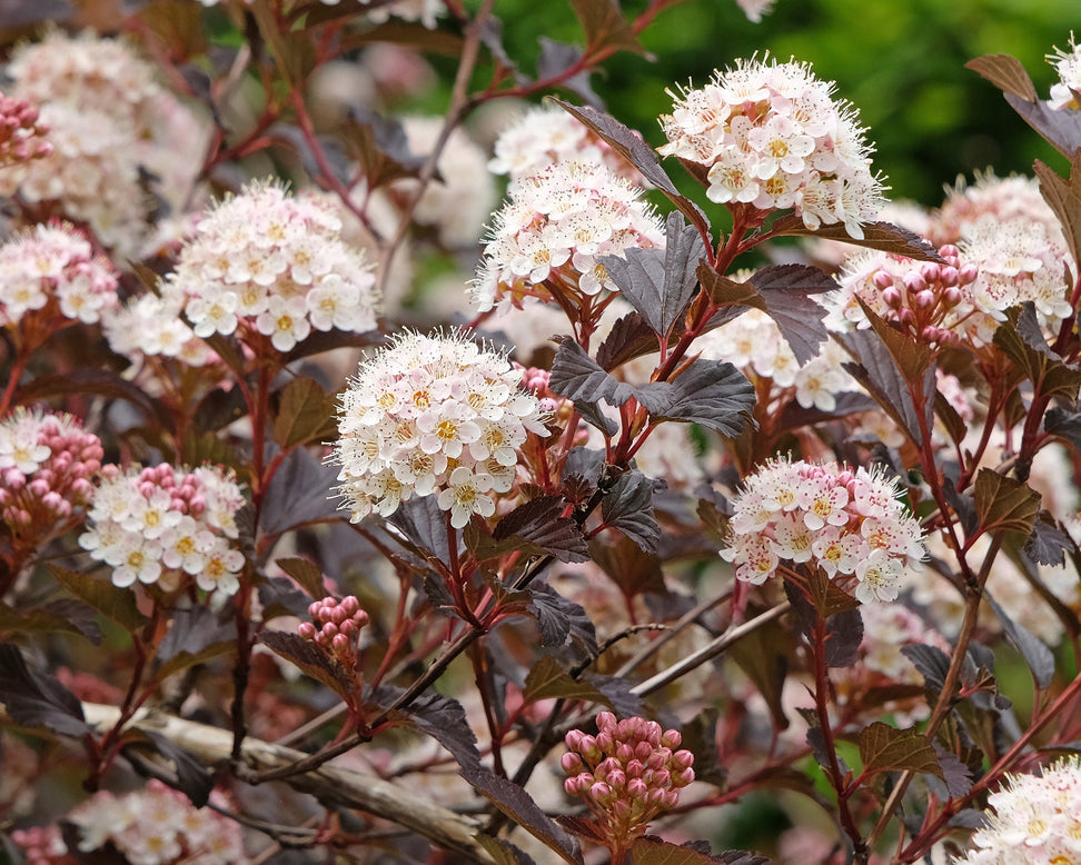 Physocarpus 'Diable d'Or'