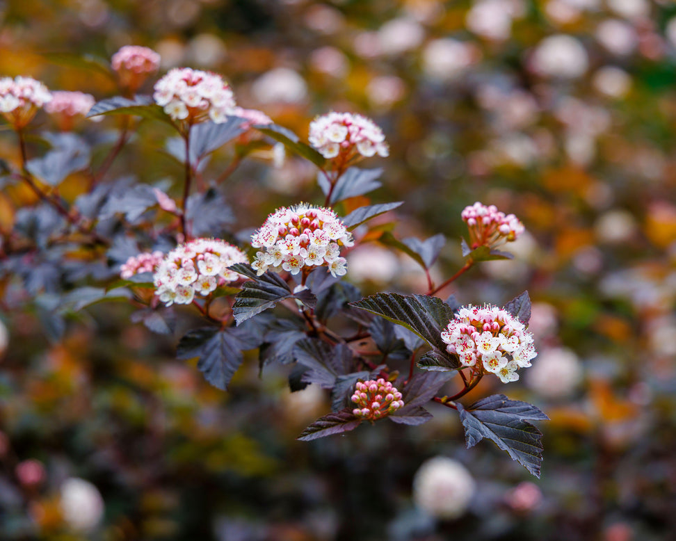 Physocarpus 'Diable d'Or'