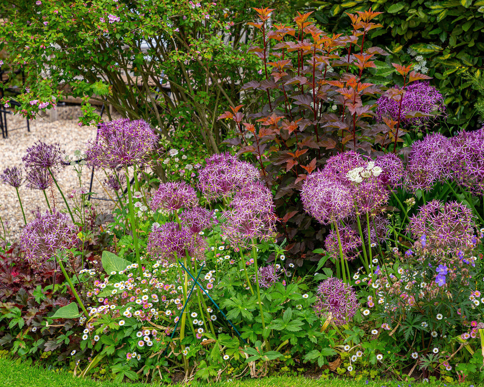 Physocarpus 'Diable d'Or'