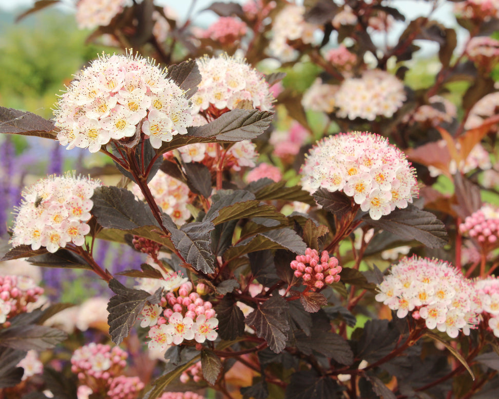 Physocarpus 'Diable d'Or'