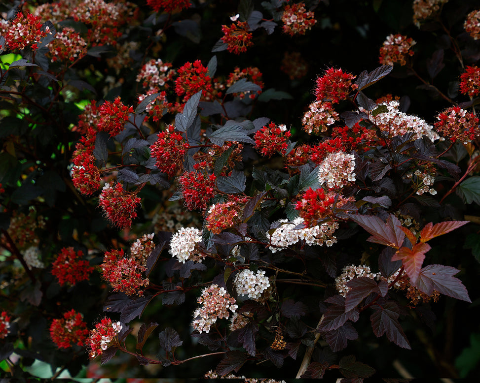 Physocarpus 'Diable d'Or'