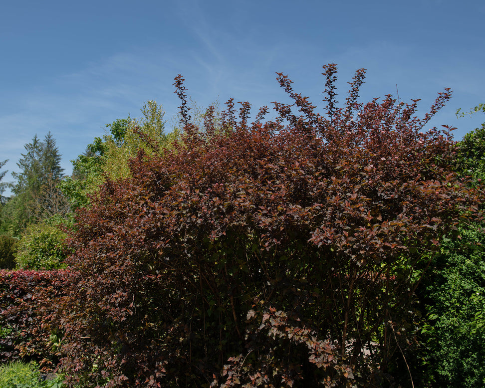 Physocarpus 'Diable d'Or'