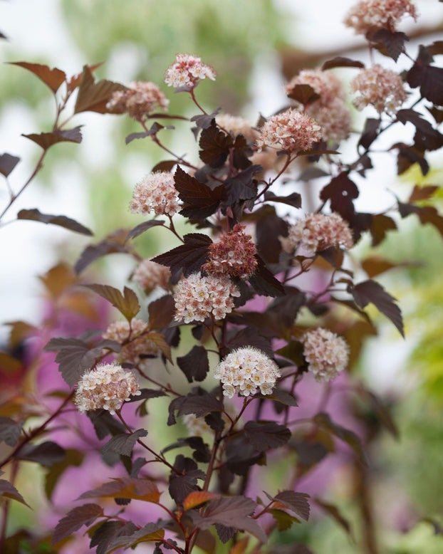 Physocarpus 'Diable d'Or'