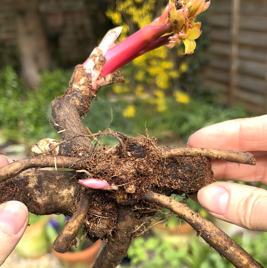 Paeonia 'Hillary' bare roots | Buy Itoh peonies online at Farmer Gracy UK