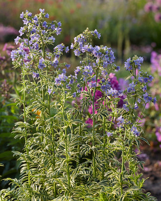 Polemonium 'Brise d'Anjou'