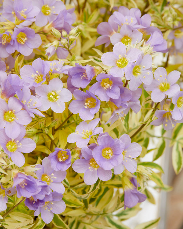 Polemonium 'Golden Feathers'