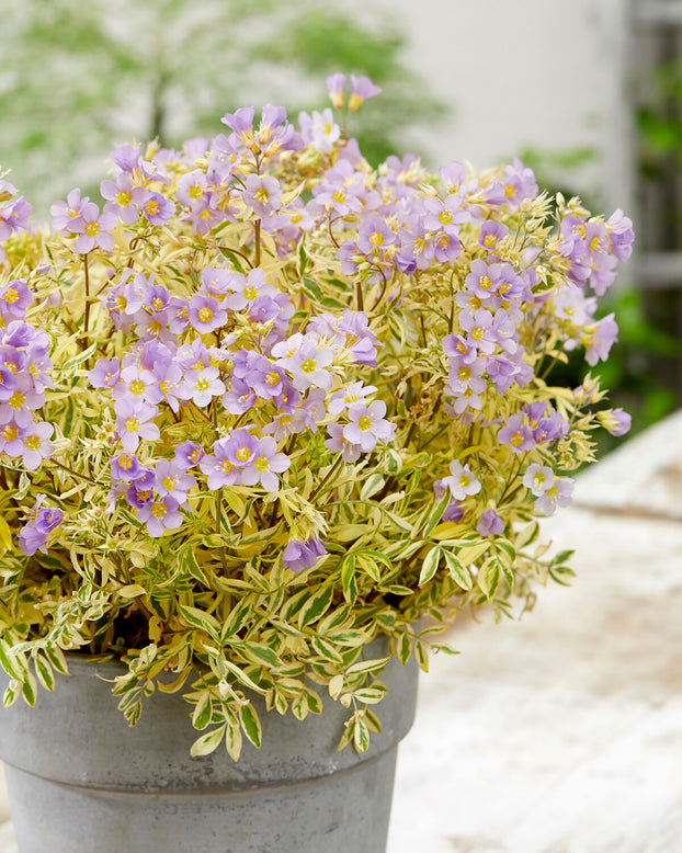 Polemonium 'Golden Feathers'