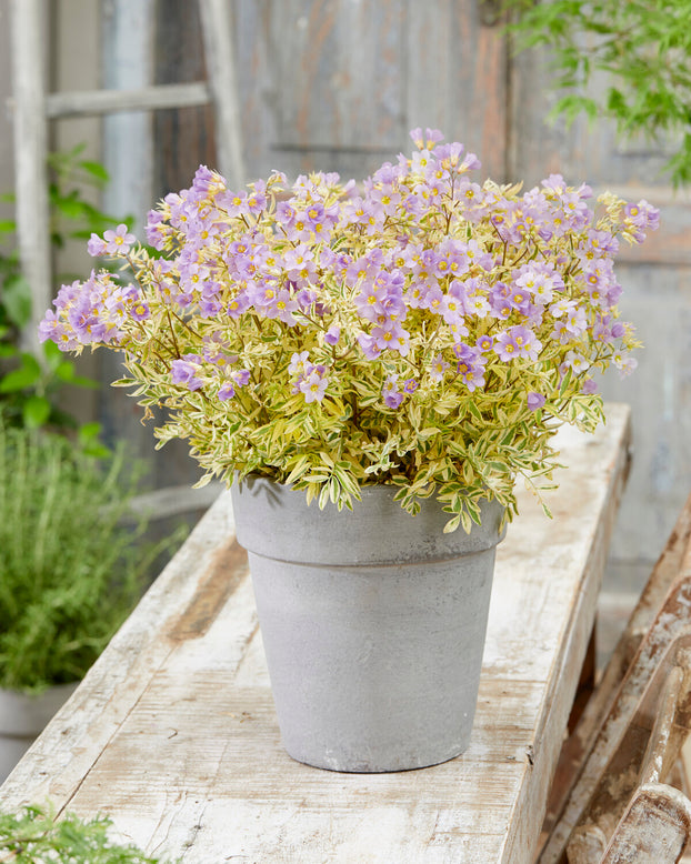 Polemonium 'Golden Feathers'