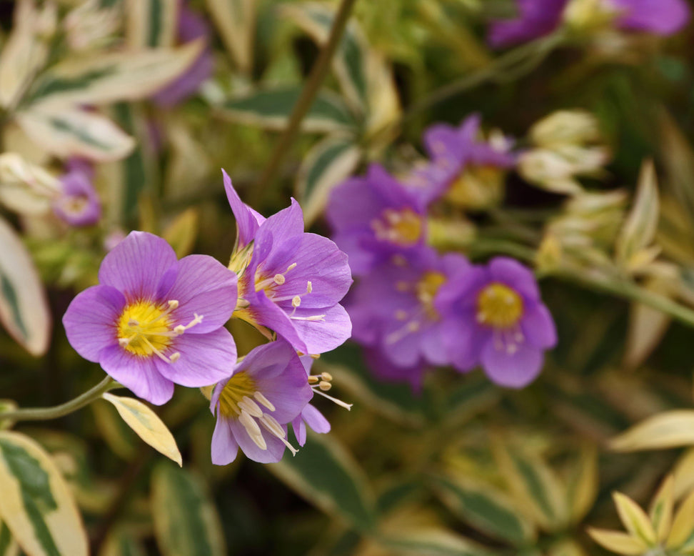 Polemonium 'Golden Feathers'