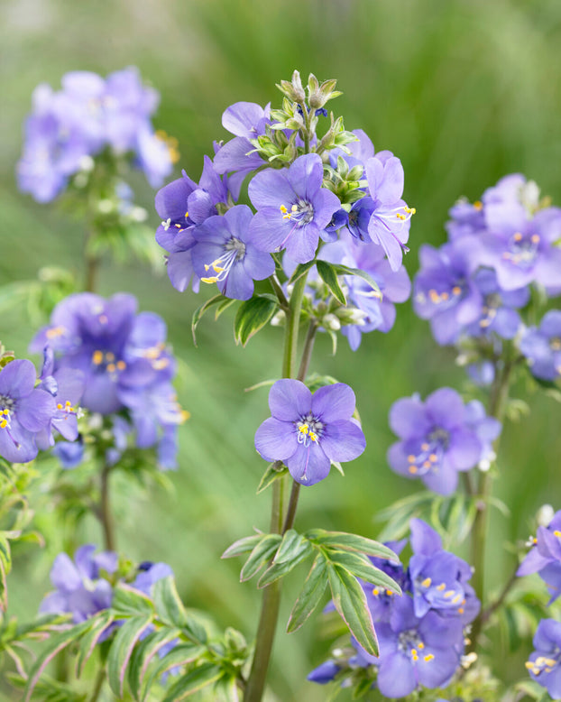 Polemonium 'Kaleidoscope'