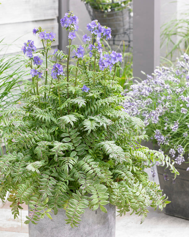 Polemonium 'Kaleidoscope'