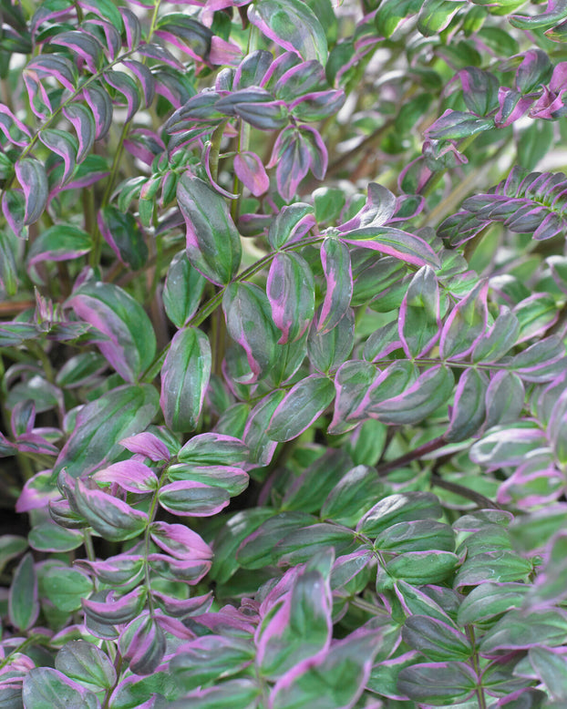 Polemonium 'Kaleidoscope'