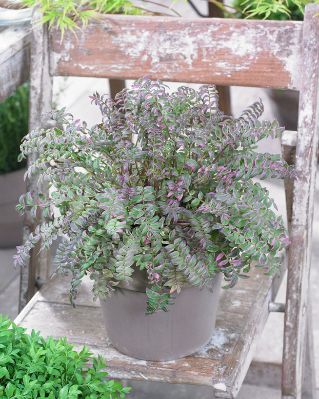 Polemonium 'Kaleidoscope'