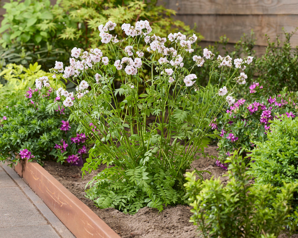 Polemonium 'Violet Heart'
