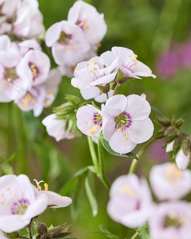 Polemonium 'Violet Heart'