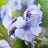 Polemonium