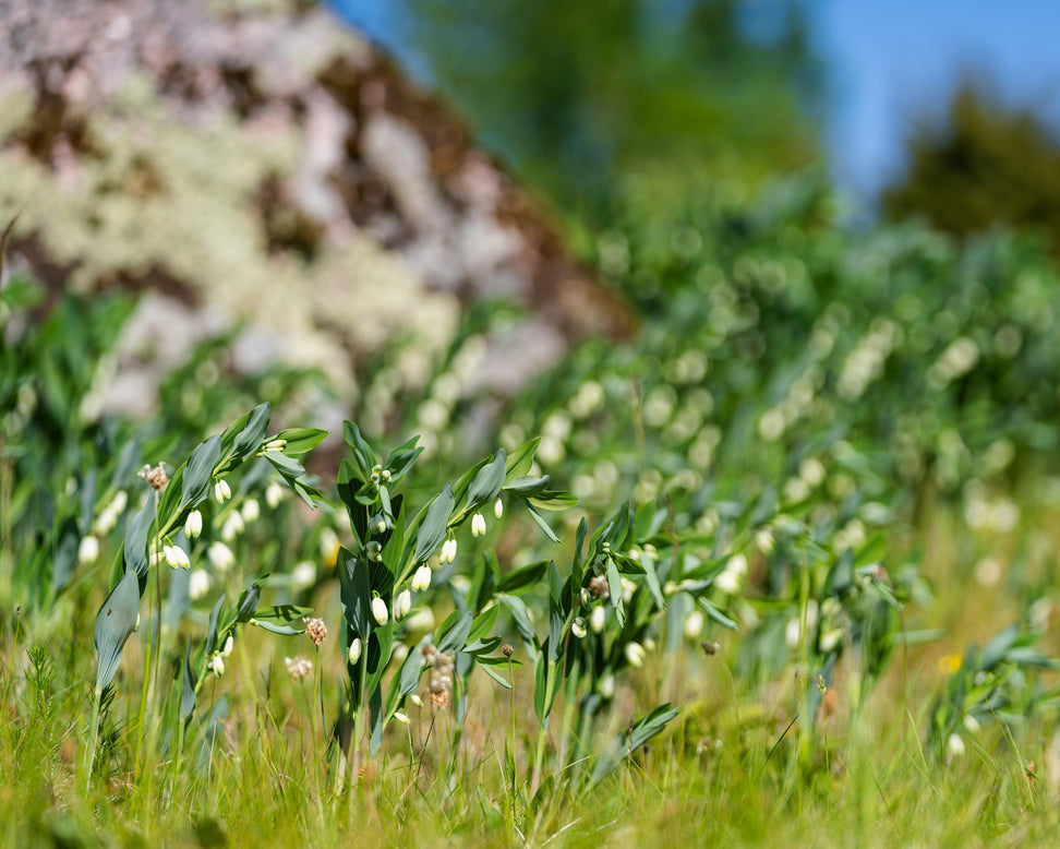Polygonatum multiflorum