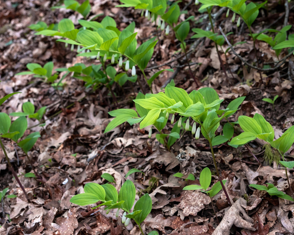 Polygonatum multiflorum