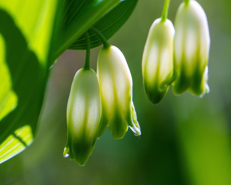 Polygonatum multiflorum