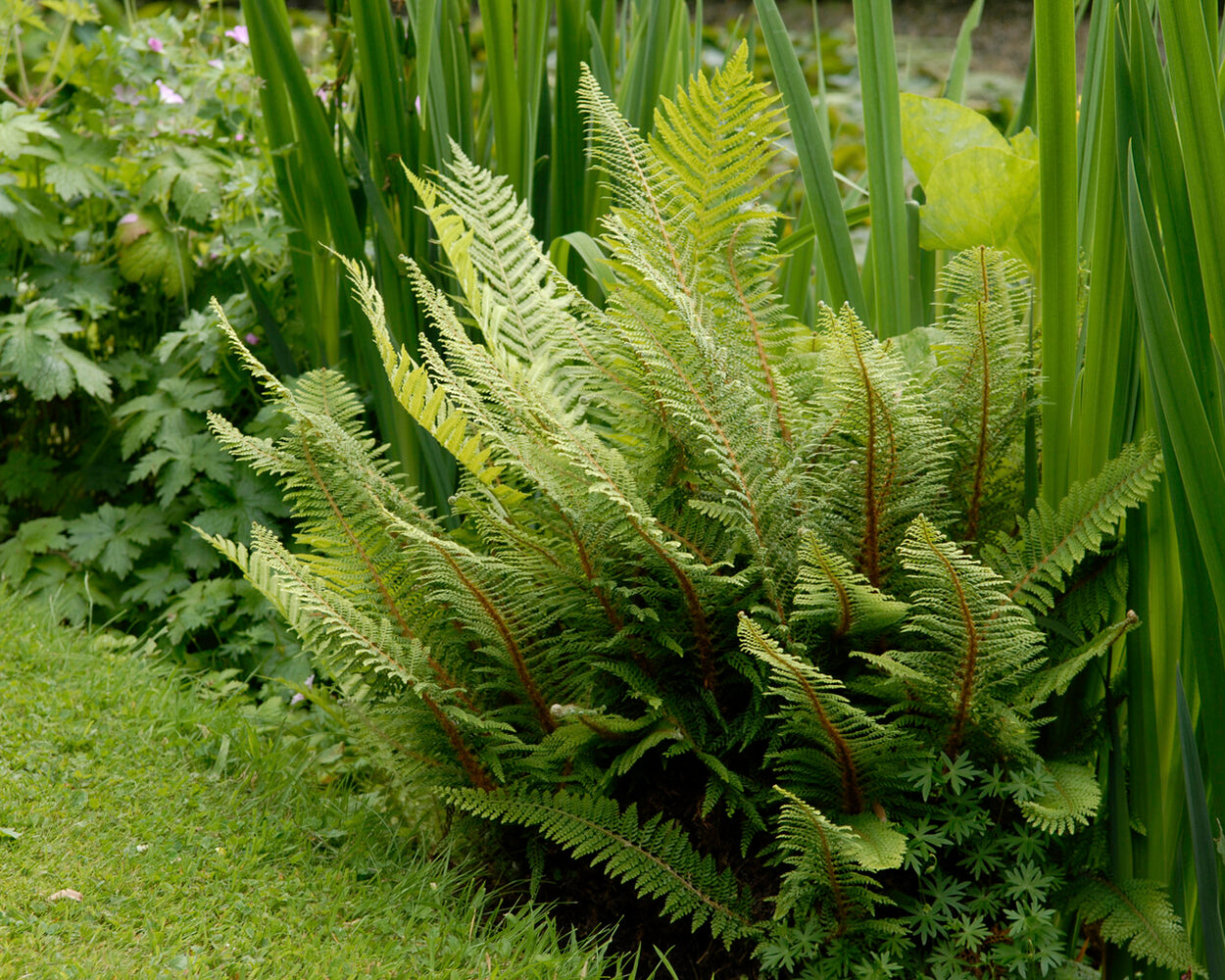 Polystichum setiferum 'Plumosum' bare roots | Buy dwarf soft shield ...