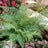 Polystichum