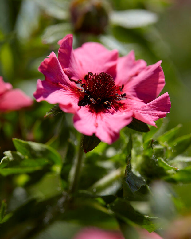 Potentilla 'Miss Willmott'