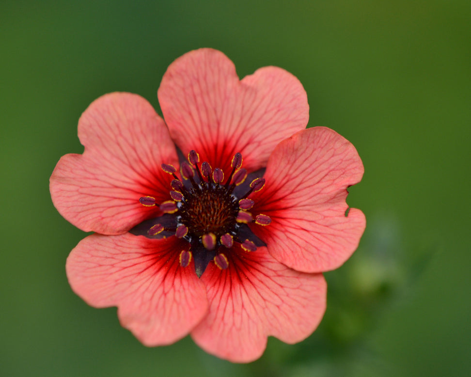 Potentilla 'Miss Willmott'