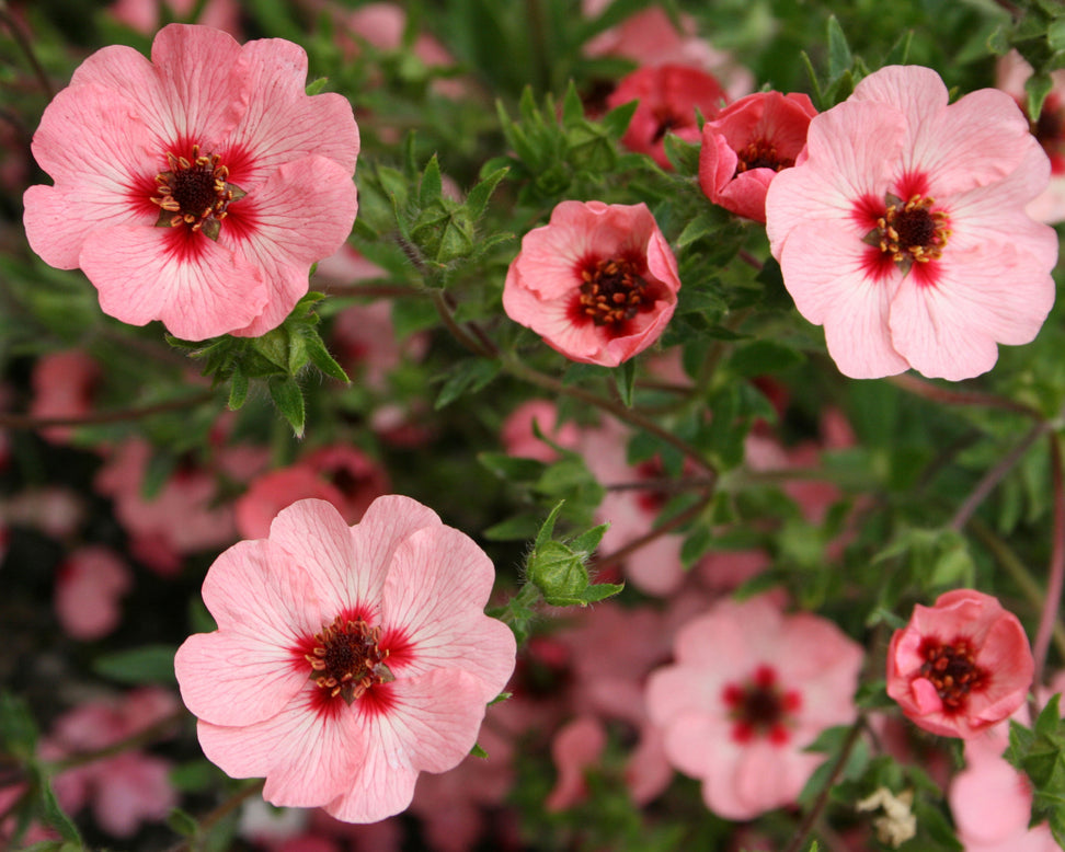 Potentilla 'Miss Willmott'