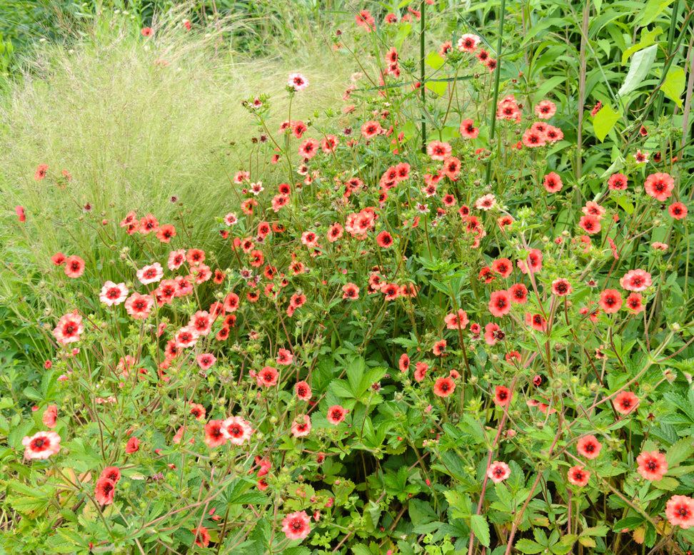 Potentilla 'Miss Willmott'