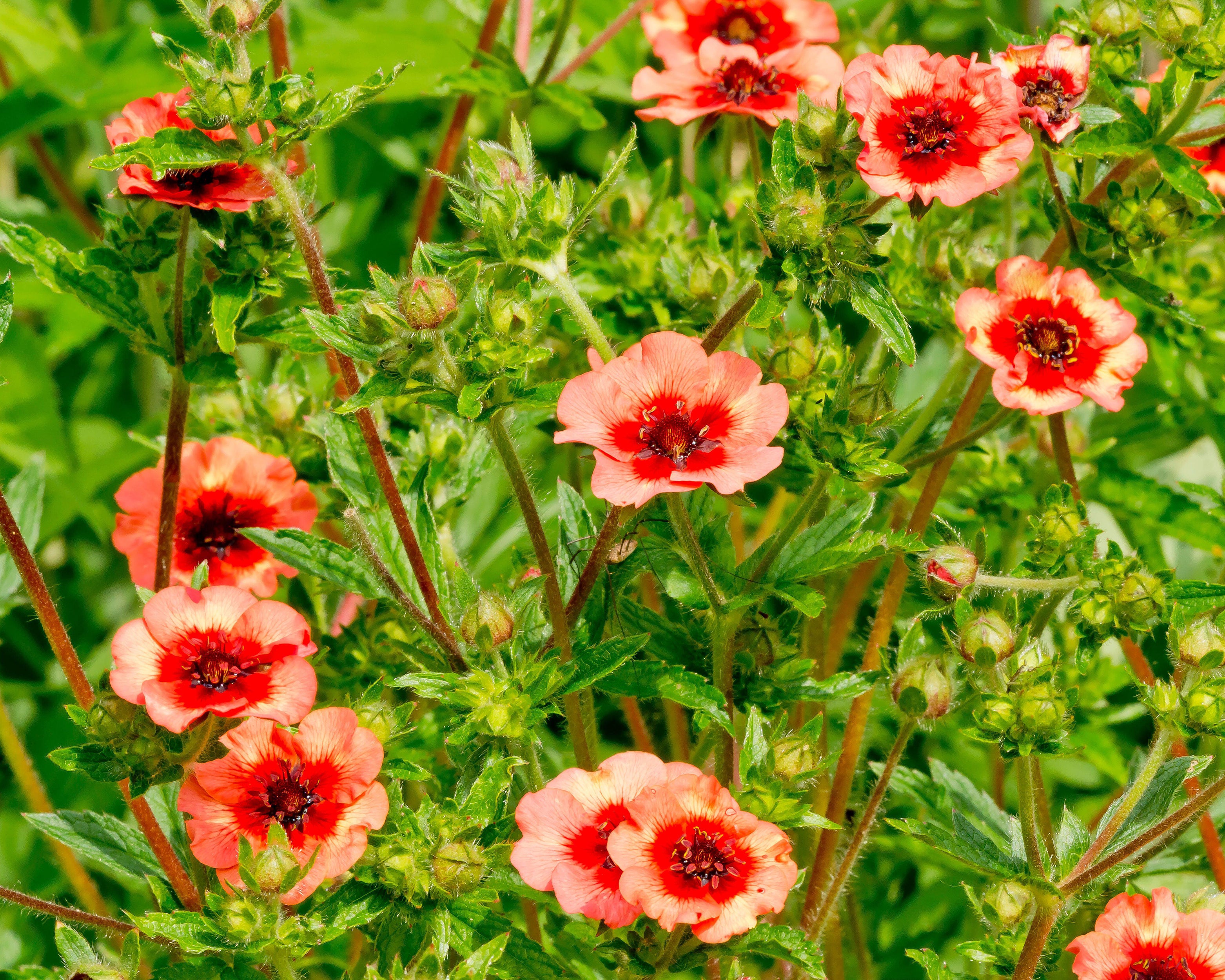 Potentilla nepalensis ‘Miss Willmott’ bare roots — Buy pink cinquefoil
