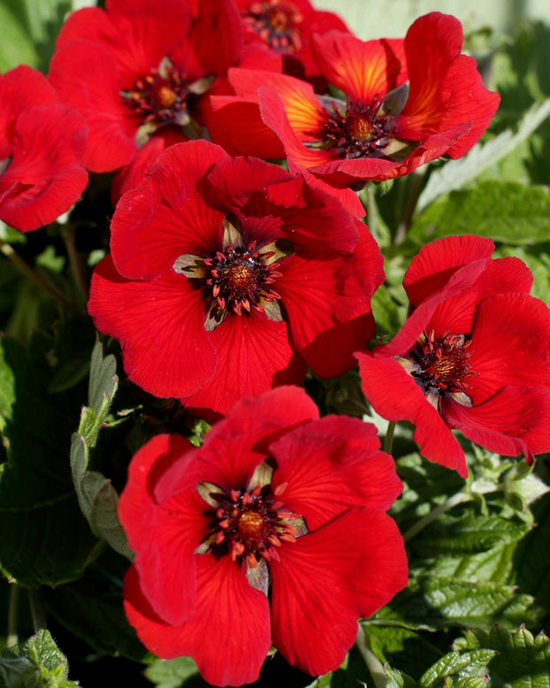 Potentilla 'Red Giant'