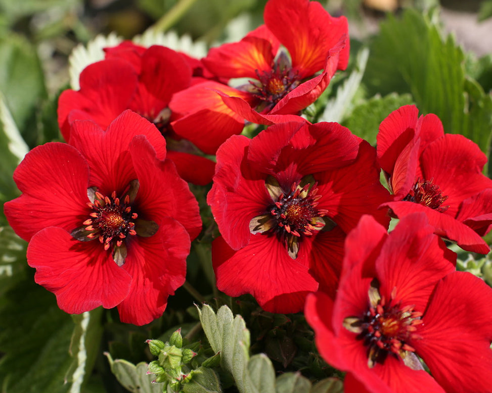 Potentilla 'Red Giant'