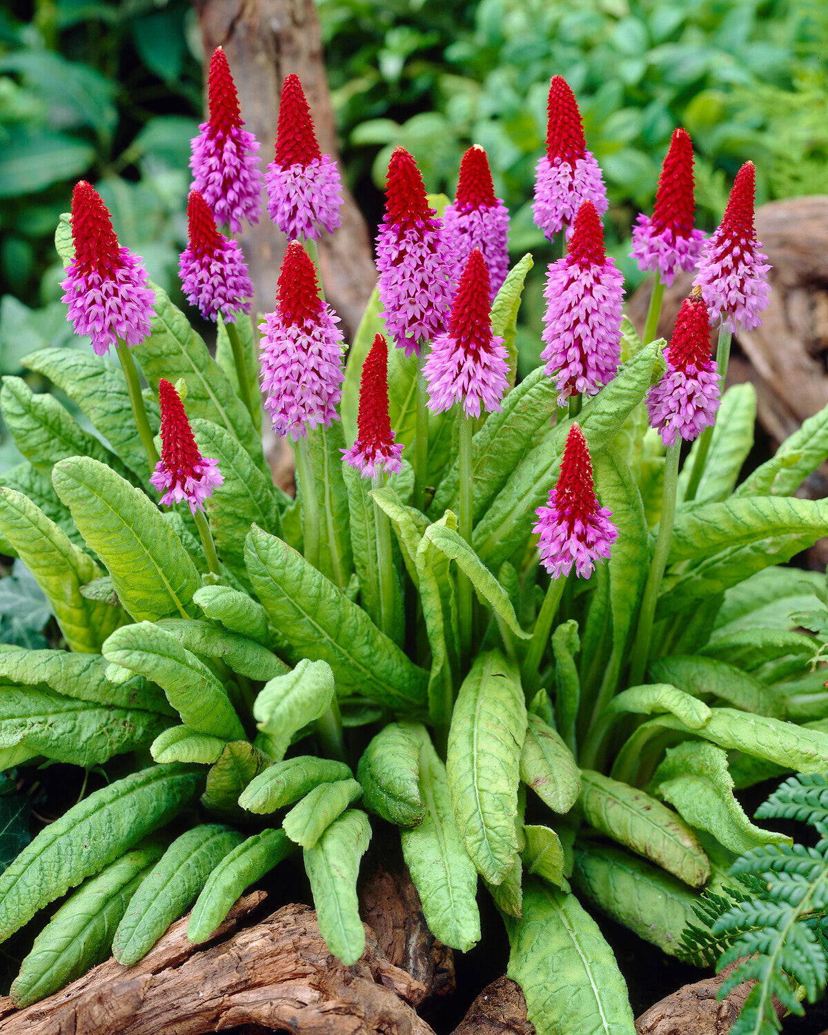 25+ Primula Vialii Orchid Primrose Flower Seeds - Perennial, Zones 5-9, Partial To Full Shade