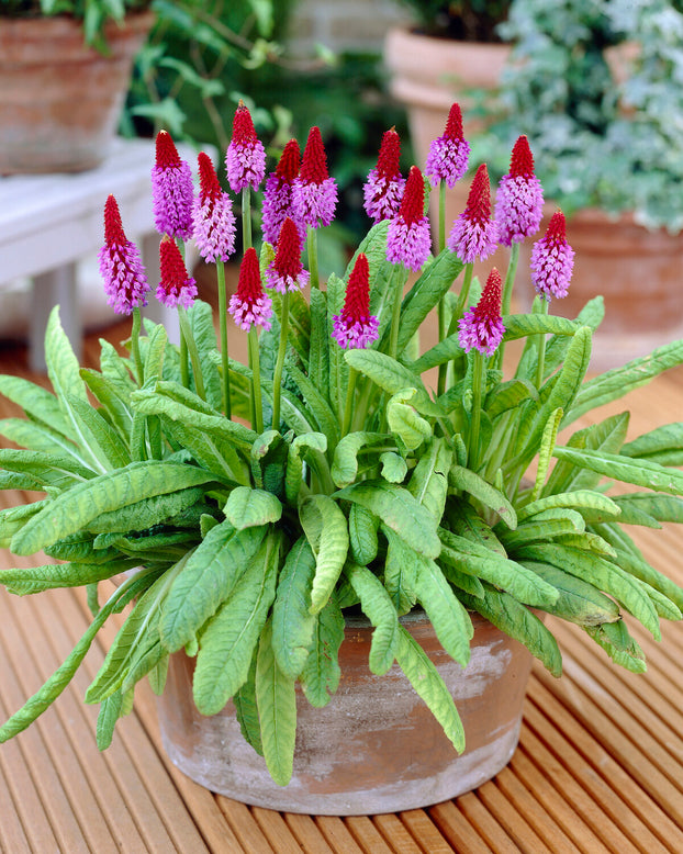 Primula vialii