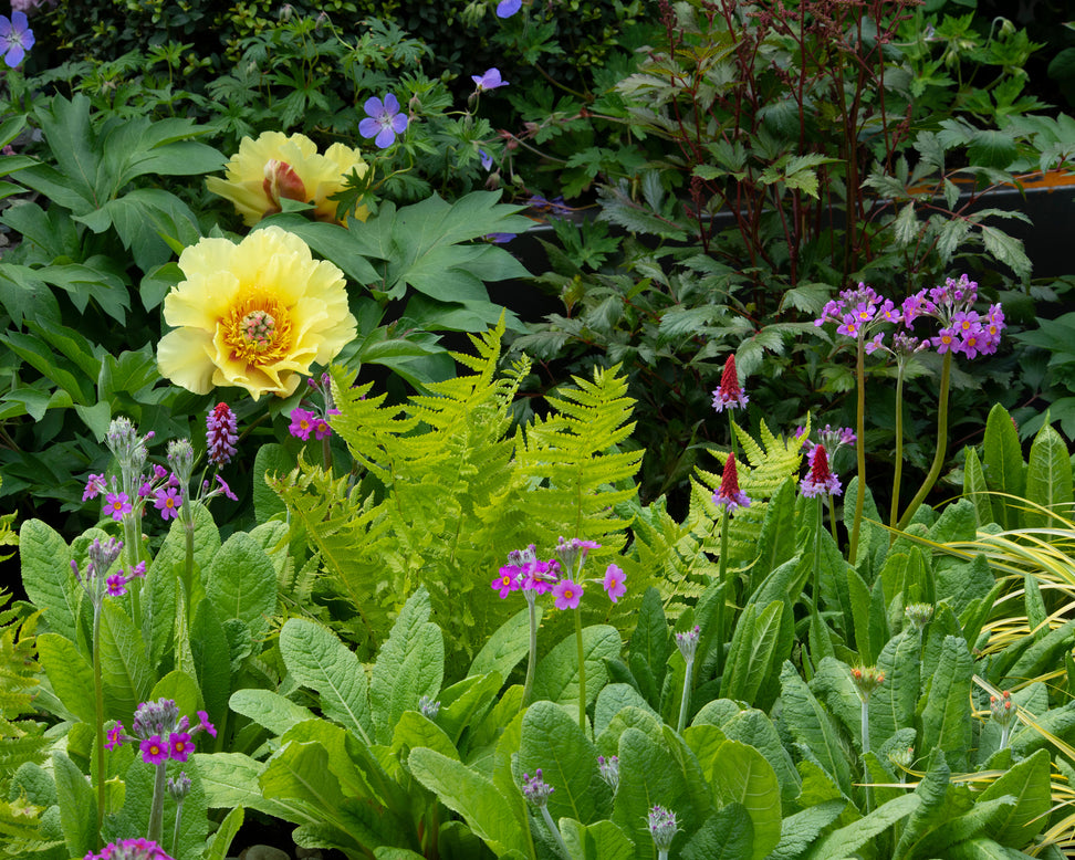 Primula vialii