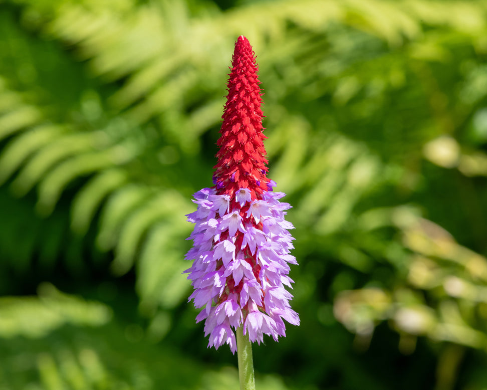Primula vialii