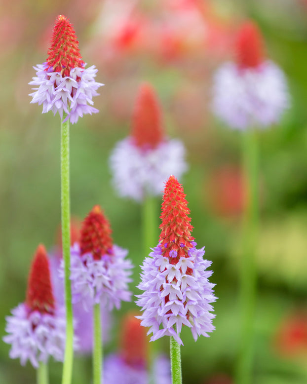 Primula vialii