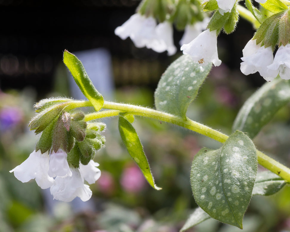 Pulmonaria 'Sissinghurst White'