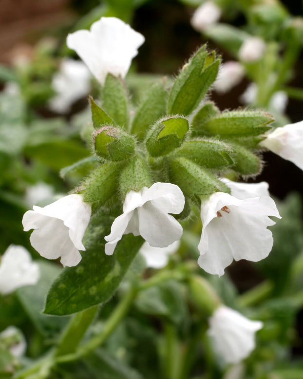 Pulmonaria 'Sissinghurst White'