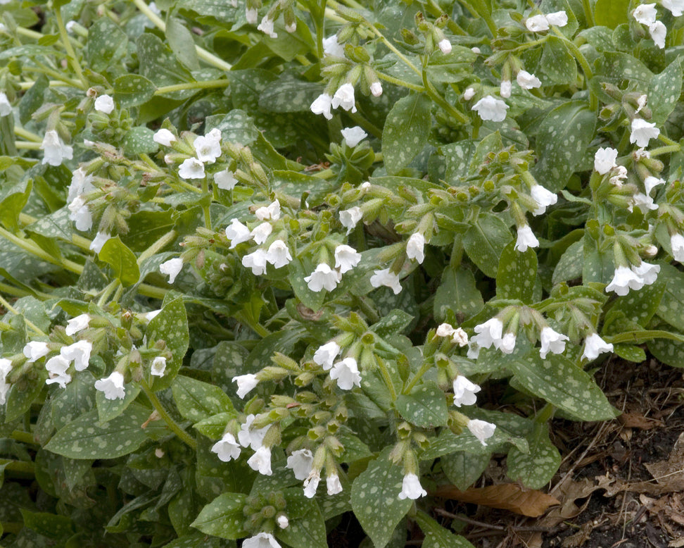 Pulmonaria 'Sissinghurst White'