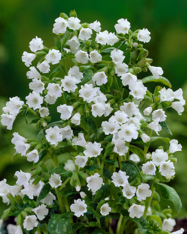 Pulmonaria 'Sissinghurst White'