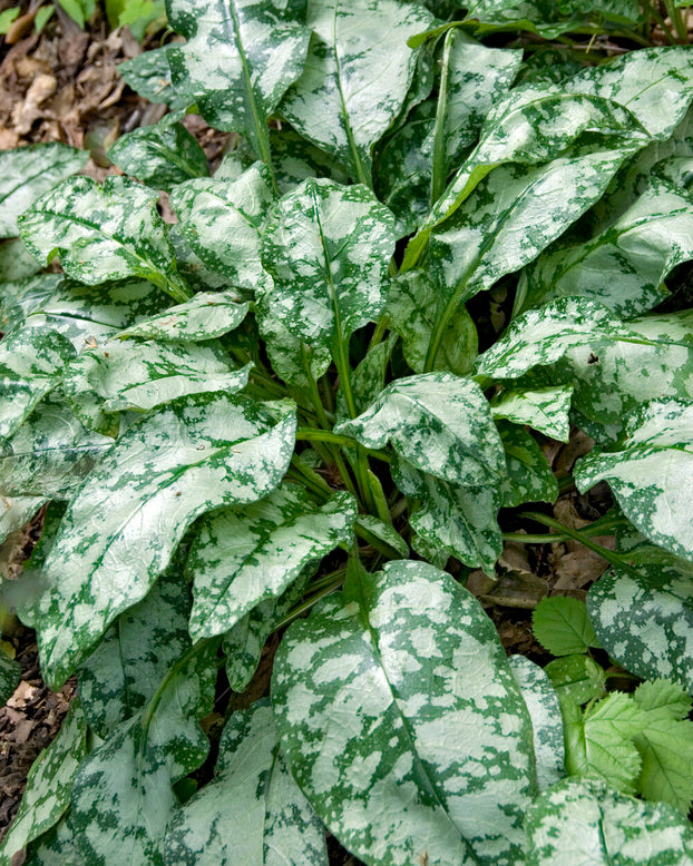 Pulmonaria 'Sissinghurst White'