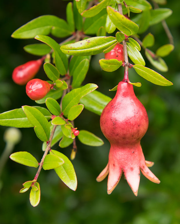 Punica 'Uniqa'