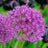 Allium 'Purple Sensation'