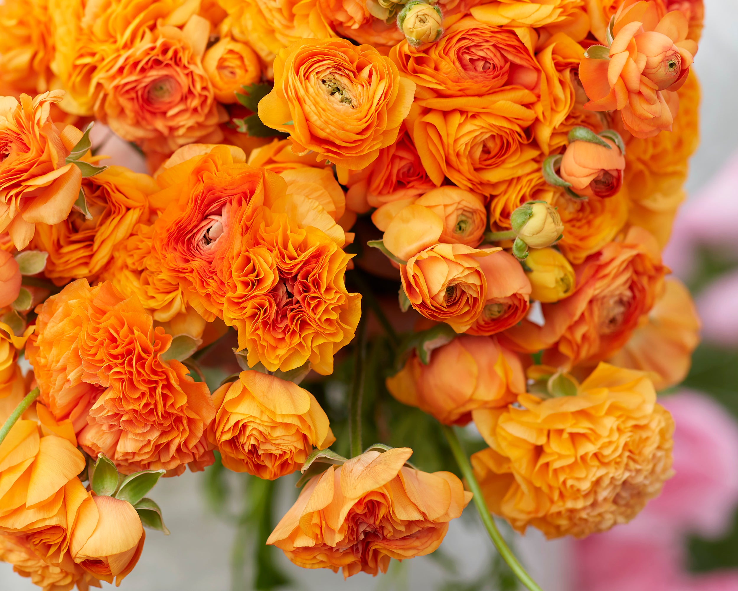 French Ranunculus 'Amandine Orange' bulbs — Buy online at Farmer Gracy UK