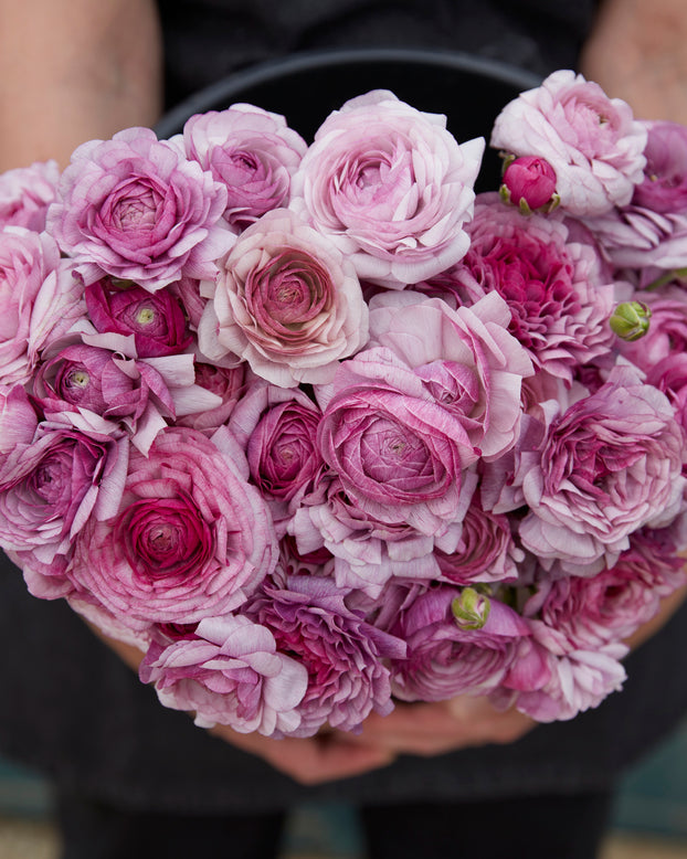 Ranunculus 'Amandine Purple Jean'