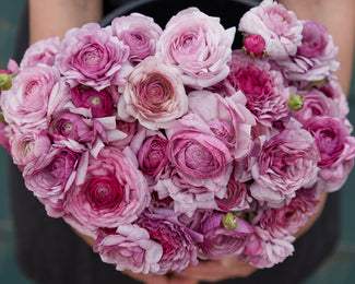 Ranunculus 'Amandine Purple Jean'