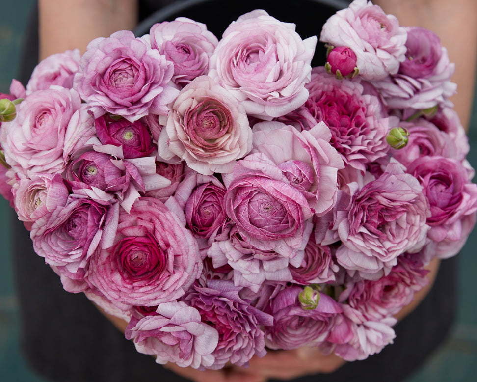 Ranunculus 'Amandine Purple Jean'